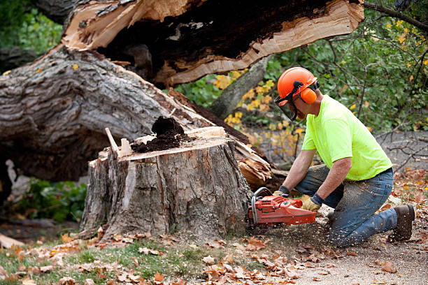 Best Large Tree Removal  in Ele, AR